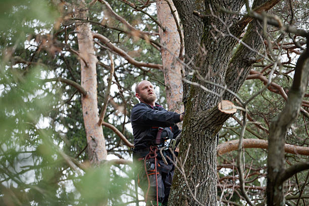 Best Emergency Tree Removal  in Arthurtown, SC