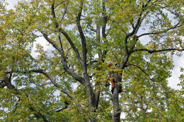 Best Root Management and Removal  in Arthurtown, SC